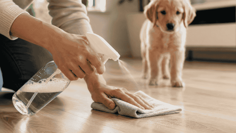 A dog owner using an enzyme-based pet safe cleaner to clean up a puppy accident on hardwood floor, the correct method for removing urine scent markers