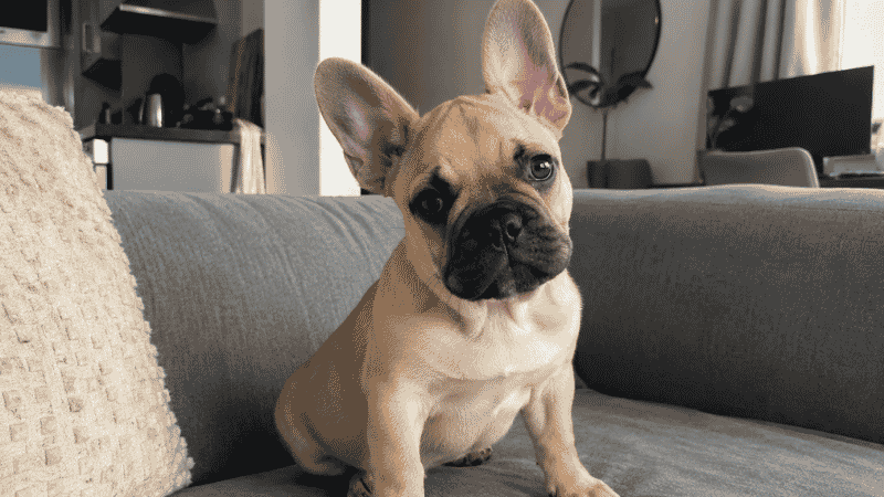 A French Bulldog puppy relaxing on a sofa in a small apartment, showing why Frenchies are one of the best apartment dog breeds for beginners
