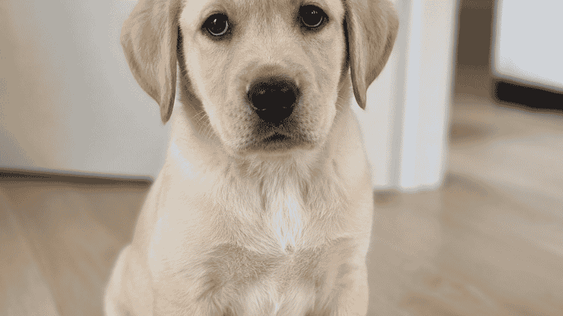 A yellow Labrador Retriever puppy sitting and looking at the camera, one of the best dog breeds for first-time owners