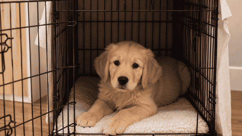A golden retriever puppy resting comfortably inside a correctly sized dog crate, showing what a proper den setup looks like for new puppy checklist preparation