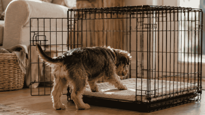 A puppy voluntarily walking into its kennel on its own with a relaxed, confident posture — the sign of a successfully kennel-trained puppy