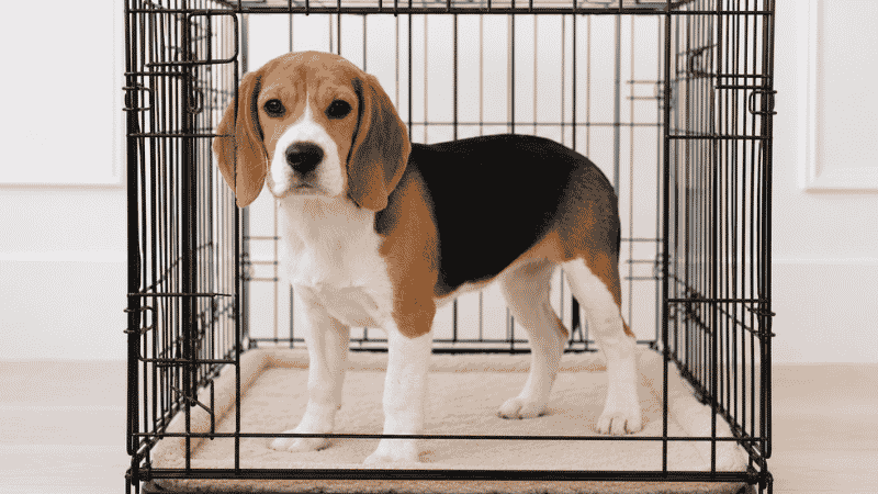 A beagle puppy standing in a correctly sized wire kennel showing the ideal amount of space — enough to stand, turn, and lie down comfortably