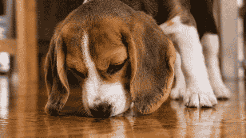 A puppy licking a freshly cleaned hardwood floor, demonstrating how dogs are exposed to cleaning product residue through direct contact and grooming
