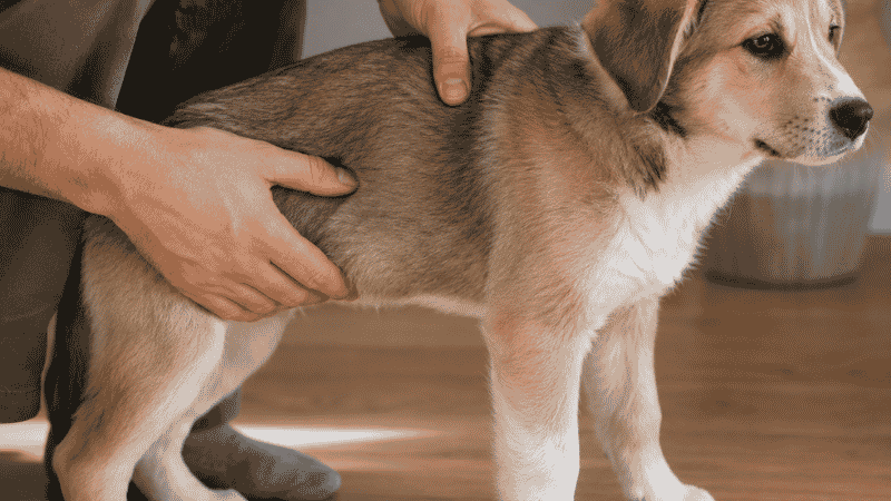 A dog owner performing a rib check on a puppy to monitor healthy weight, one of the most effective ways to extend a dog's lifespan