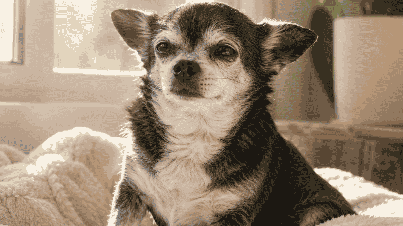 A healthy senior small dog sitting in a sunny window, representing the longer average lifespan of small dog breeds