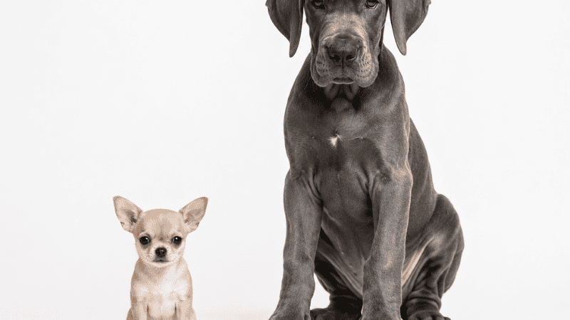 Side-by-side comparison of a Chihuahua puppy and a Great Dane puppy showing the size difference that affects how long dogs live