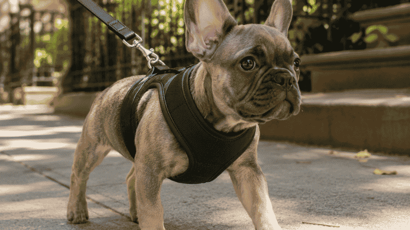 A French Bulldog puppy wearing a correctly fitted harness that avoids neck pressure, showing the essential safety gear for brachycephalic flat-faced breeds