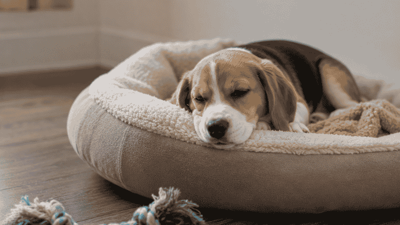 A puppy showing early parvo symptoms — lying lethargic in its bed with dull eyes, showing no interest in toys or food — representing the non-specific first signs that appear 3 to 7 days after parvo exposure