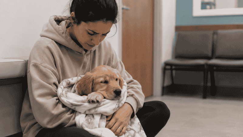 A concerned dog owner holding a lethargic, unwell puppy wrapped in a blanket in a veterinary clinic waiting room, illustrating the urgency of recognizing parvo symptoms in puppies early