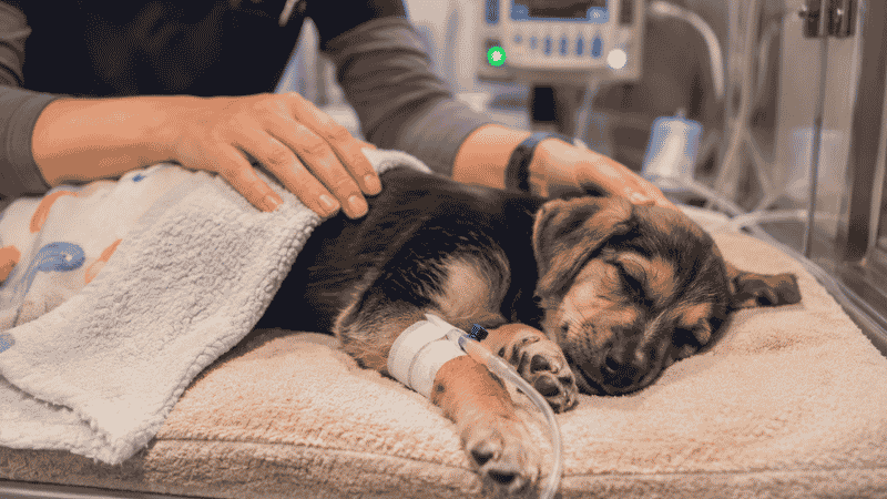 A puppy receiving IV fluid therapy in a veterinary hospital as part of parvo treatment supportive care, showing the primary medical intervention that gives puppies with parvovirus their best chance of survival