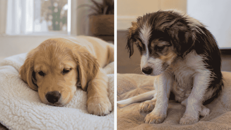 A side-by-side comparison showing the difference between a puppy with mild stomach upset and a puppy showing serious illness symptoms consistent with parvo, helping owners distinguish between the two conditions
