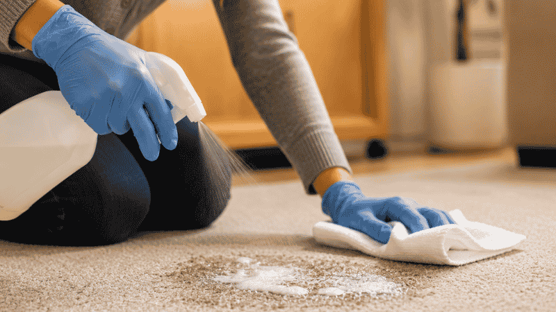 A dog owner applying enzymatic cleaner to a carpet puppy accident, showing the correct cleaning method that fully eliminates the scent markers that attract puppies back to the same indoor spot