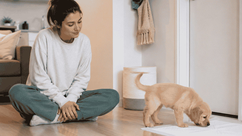 A patient dog owner calmly watching her puppy during a potty training regression, demonstrating the correct response of returning to basics with increased supervision rather than frustration