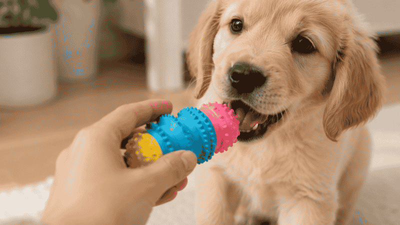 A dog owner redirecting a puppy from biting their hand to a rubber chew toy, demonstrating the core positive reinforcement technique for stopping puppy biting