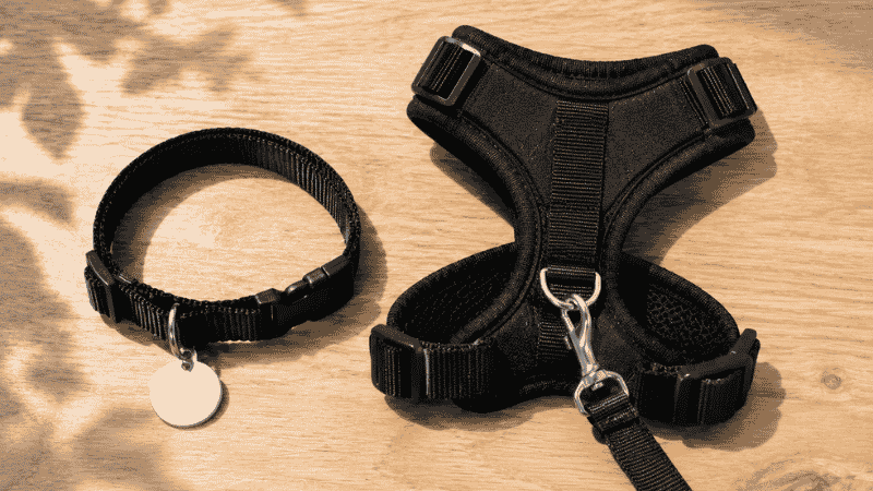 A flat lay showing a puppy collar with ID tag beside a Y-shaped harness with leash, representing the two-piece system every new puppy owner needs — collar for ID, harness for walks