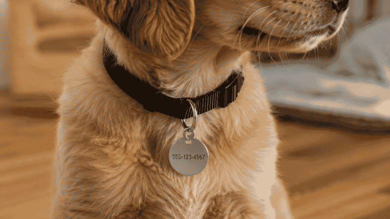 A puppy wearing a lightweight flat collar with an ID tag showing a phone number, demonstrating the correct use of a collar for identification purposes only