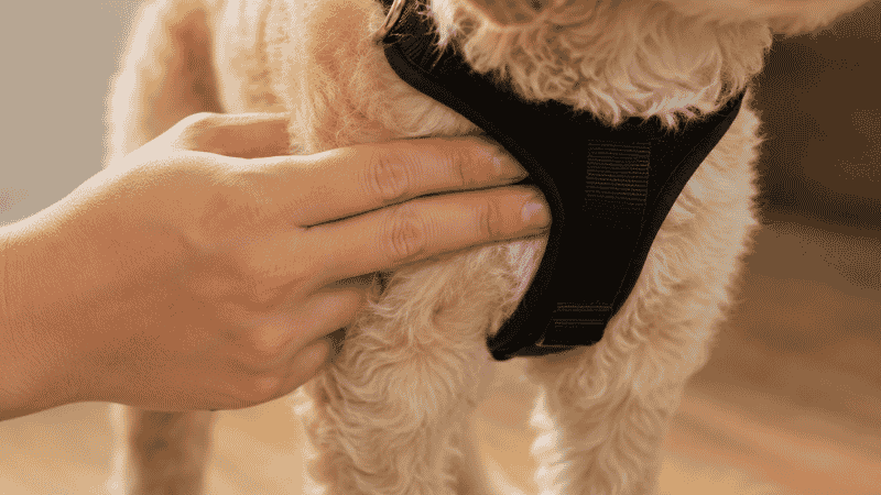 A dog owner using the two-finger rule to check if a puppy harness fits correctly, showing the right amount of space between the strap and the puppy's chest