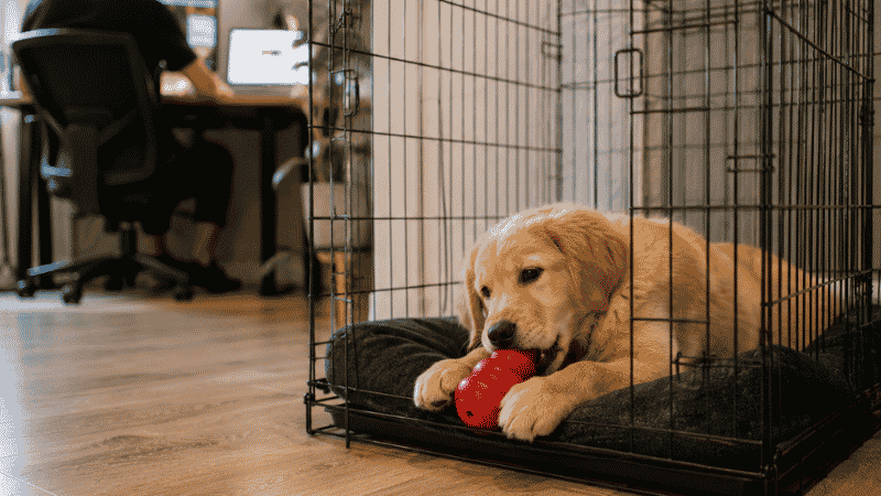 A puppy happily chewing a Kong toy inside its kennel while its owner works in the background, showing the independence training practice that prevents puppy separation anxiety from developing