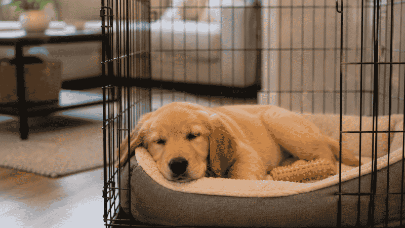 A calm, content puppy resting peacefully in its kennel with a chew toy nearby, representing the successful resolution of puppy separation anxiety through consistent training and gradual independence building