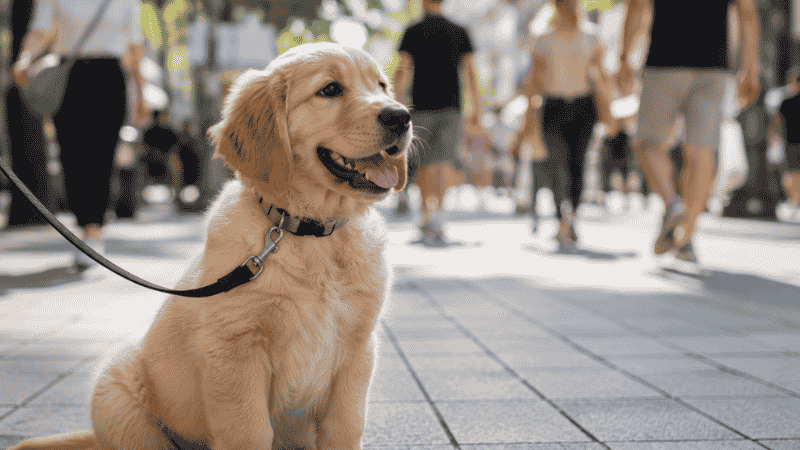A confident, well-socialized puppy sitting calmly on a busy urban sidewalk watching the world with curious bright eyes — the result of consistent positive puppy socialization during the critical 8 to 16 week window