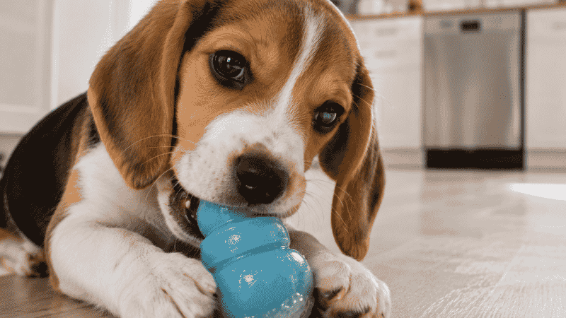 A teething puppy chewing contentedly on a frozen rubber toy, showing an effective way to relieve teething discomfort and redirect biting during the 12 to 20 week phase