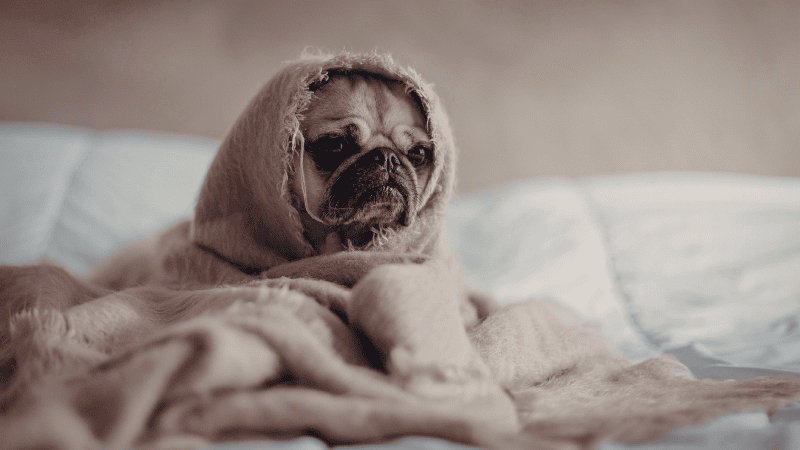 An older pug and a pug puppy napping together on an orthopedic dog bed, showing the bond between an adult pug and pug puppy.