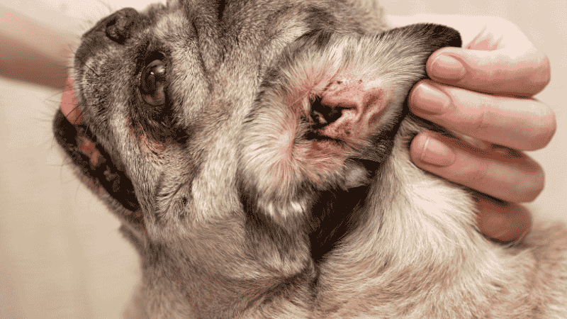 A close-up of a hand gently cleaning the facial wrinkles of a black pug puppy with a specialized pet wipe to prevent infections.