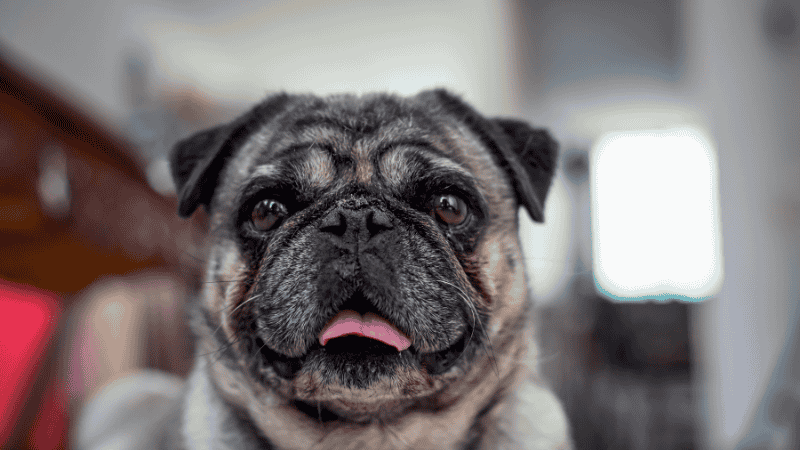 A fawn pug puppy sitting on a rug in a modern apartment living room, illustrating their suitability for small-space living.