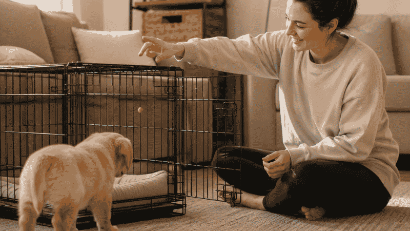 A dog owner gently tossing treats into an open crate while her puppy investigates curiously from outside, demonstrating the gradual positive crate introduction method for training a puppy to love their kennel