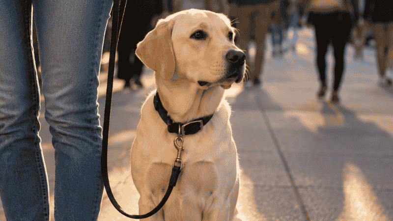 A dog owner calmly reviewing her puppy training notes and systematically problem-solving why training isn't working, illustrating the diagnostic approach to troubleshooting puppy training challenges