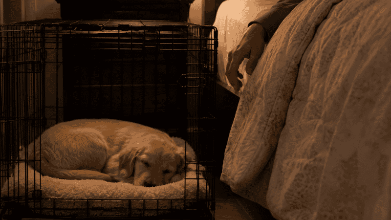 A puppy sleeping calmly in a wire crate placed right beside the owner's bed on the first night home, showing how bedroom proximity dramatically reduces first-night crying during the new puppy adjustment period