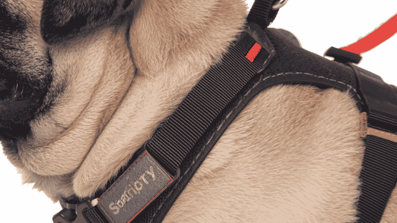 A detailed view of a sturdy dog harness with a safety back handle, ideal for controlling and lifting a pug in an emergency.