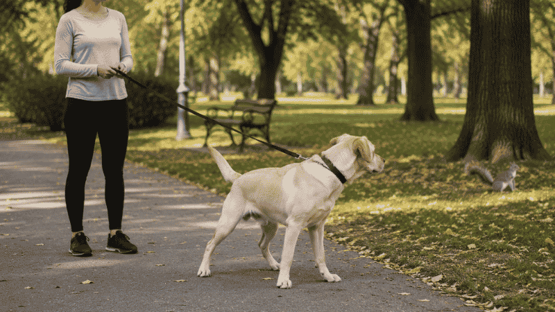 A Labrador puppy at the adolescent stage of development looking away from its patient owner toward a distraction in the park — illustrating the selective attention and impulse control challenges that are normal during the 6 to 18 month adolescence stage of puppy development