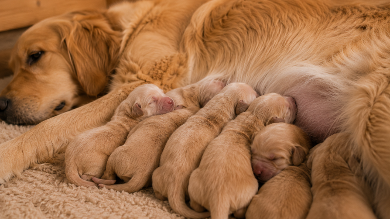 A litter of newborn puppies with eyes sealed shut huddled against their mother during the neonatal stage of puppy development — the first two weeks when puppies are entirely dependent on their mother for warmth and nourishment