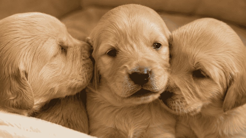 A 2 to 3 week old puppy with eyes just beginning to open during the transitional stage of puppy development, surrounded by littermates — marking one of the most dramatic developmental milestones in early puppyhood
