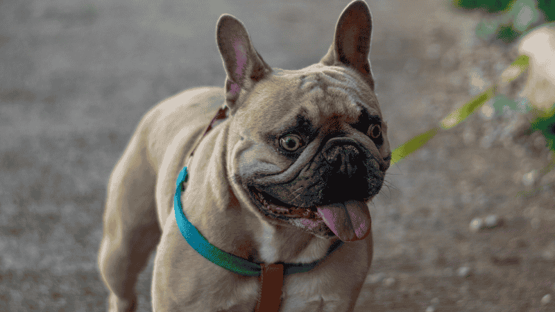 A pet owner walking their pug on a loose leash using a front-clip no-pull harness in a grassy park setting
