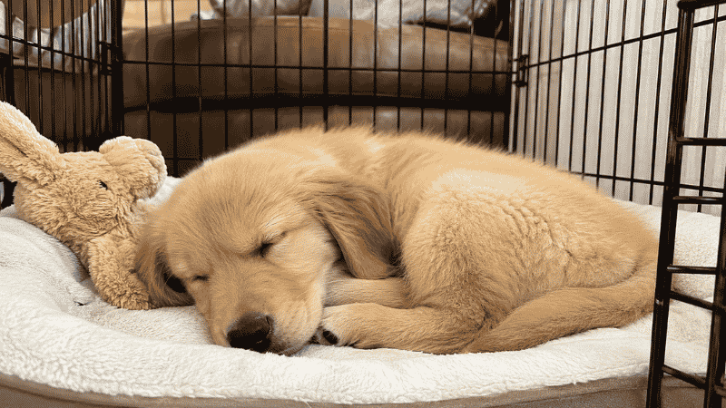 A golden retriever puppy sleeping peacefully curled up in an open wire crate on a soft dog bed, illustrating the 18 to 20 hours of daily sleep that healthy puppies need for brain development and physical growth
