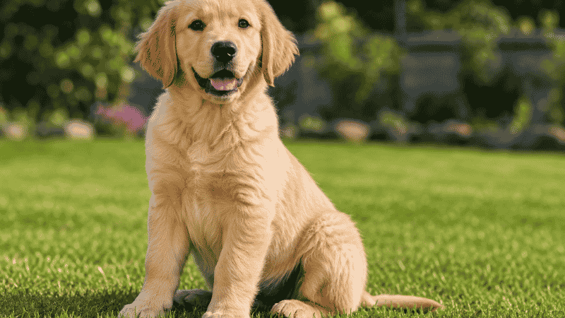 A healthy golden retriever puppy with ideal body condition — a visible waist, ribs that can be felt but not seen, and a vibrant energetic appearance — representing the result of accurate portioning when feeding a puppy the right amount throughout the first year