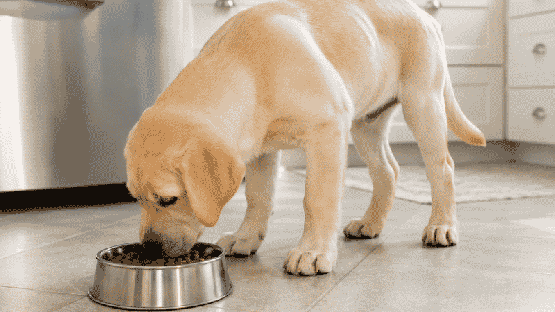 A Labrador puppy eating a controlled, measured portion from a stainless steel bowl — showing the importance of accurate portioning for large breed puppies where overfeeding increases the risk of developmental orthopedic disease
