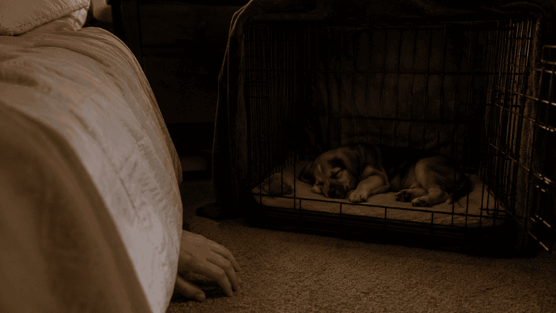 A puppy crate placed right beside the owner's bed at night with three sides covered by a blanket and the puppy sleeping peacefully inside — showing the ideal first-night sleep setup that reduces puppy crying by keeping the owner's scent and sounds nearby