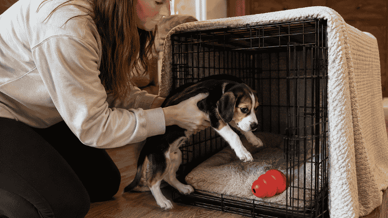 A dog owner calmly placing her puppy in a wire crate for a scheduled nap with a Kong toy inside and a blanket covering three sides — showing the correct approach to enforcing puppy nap times rather than waiting for the puppy to self-regulate sleep