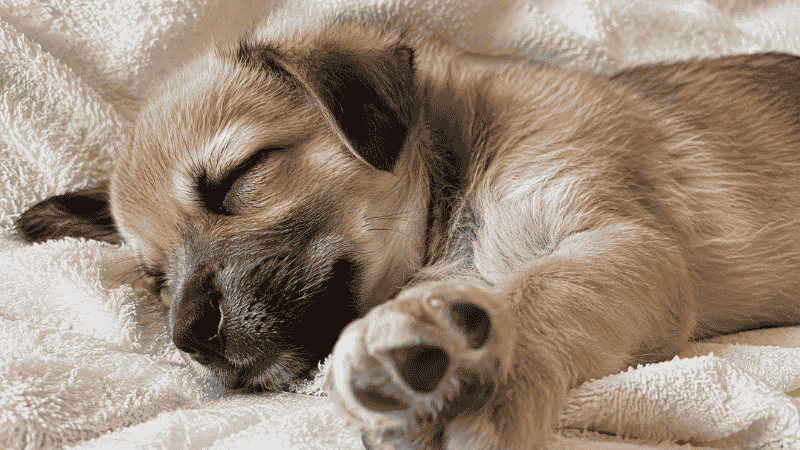 A puppy in deep REM sleep with a slightly twitching paw, showing the active brain development and memory consolidation that happens during puppy sleep — explaining why puppies need so many hours of rest each day