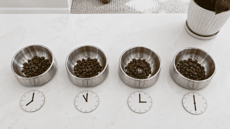 Four small puppy food bowls arranged in a row representing the 4-meal-per-day feeding schedule recommended for puppies aged 8 to 12 weeks, showing the correct meal frequency for very young puppies