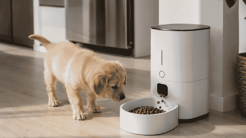 An automatic puppy feeder dispensing a measured portion of kibble at a scheduled time while a puppy approaches curiously — showing a practical solution for maintaining a consistent puppy feeding schedule for working owners