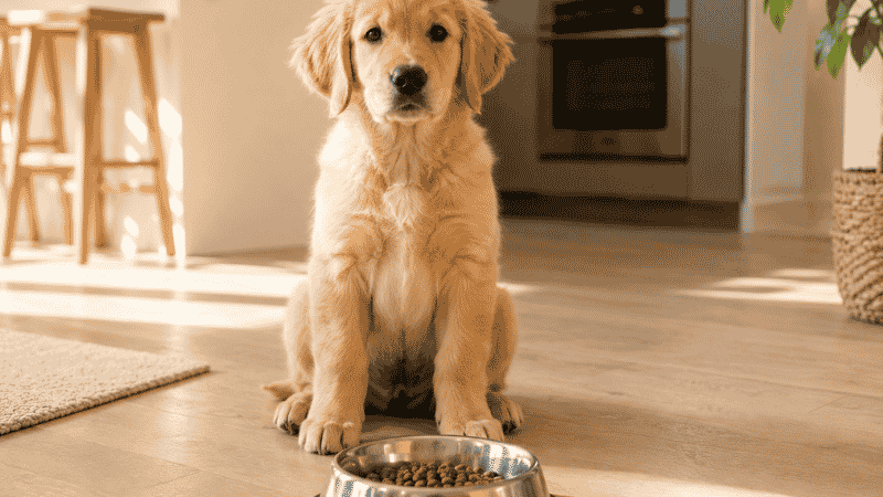 A healthy, well-nourished puppy sitting calmly and patiently in front of its food bowl before eating — the result of a consistent, age-appropriate puppy feeding schedule established from the first weeks home