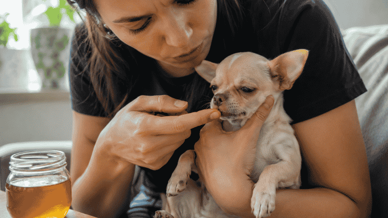 A dog owner carefully applying honey to a small Chihuahua puppy's gums as an emergency response to hypoglycemia — a risk that makes feeding frequency especially important for toy and small breed puppies
