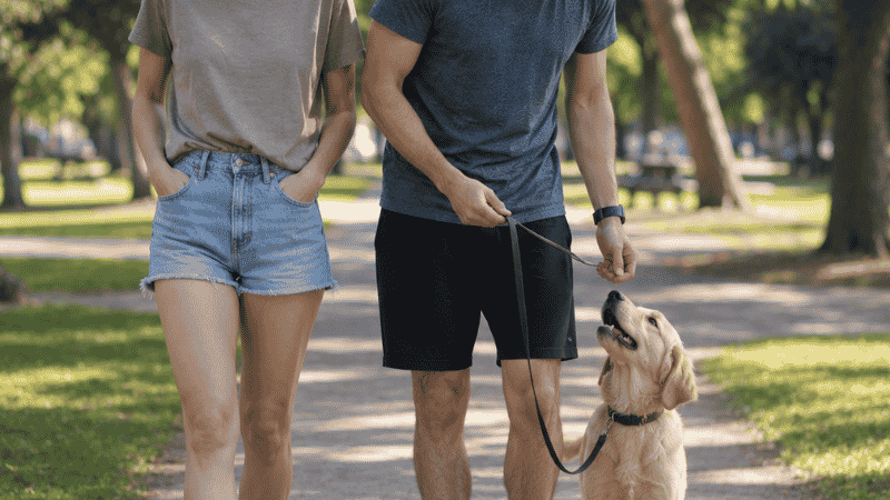 A puppy spontaneously looking up at its owner during a walk while the owner immediately reaches for a treat to reward the voluntary check-in — showing how building natural attention during walks is key to successful loose leash walking