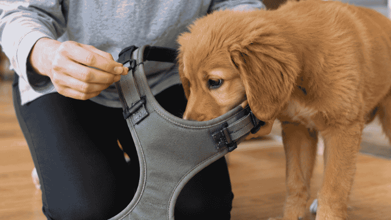 A puppy sniffing a Y-shaped harness and beginning to put its head through the opening to reach a treat, showing the positive introduction method for introducing equipment as part of how to leash train a puppy correctly