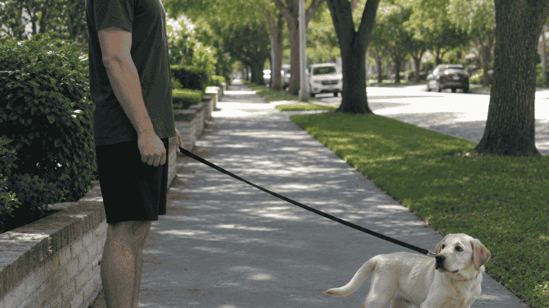 A dog owner standing completely still while his Labrador puppy pulls forward on a taut leash, demonstrating the stop-and-wait method where forward movement stops the instant the leash becomes taut — the most effective technique for stopping puppy leash pulling