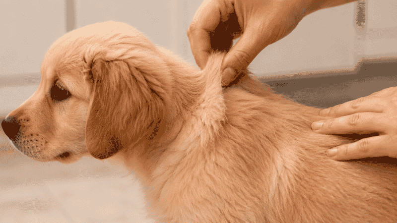 A dog owner performing the skin pinch test on a puppy's shoulder blades to check for dehydration during a bout of puppy diarrhea — a key monitoring step to determine if veterinary care is needed
